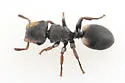 Texas Turtle Ant - photo 4