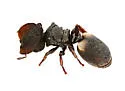 Texas Turtle Ant - photo 5