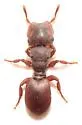 Cephalotes varians