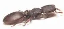 Cephalotes varians - photo 2