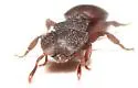 Cephalotes varians - photo 3