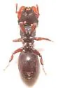 Cephalotes varians - photo 4