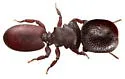 Cephalotes varians - photo 5