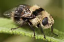 Cephenemyia apicata