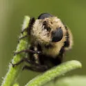 Cephenemyia apicata - photo 2