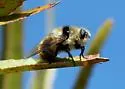 Cephenemyia jellisoni