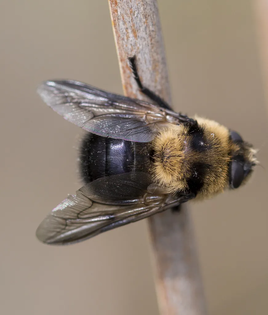 Cephenemyia phobifer - photo 2