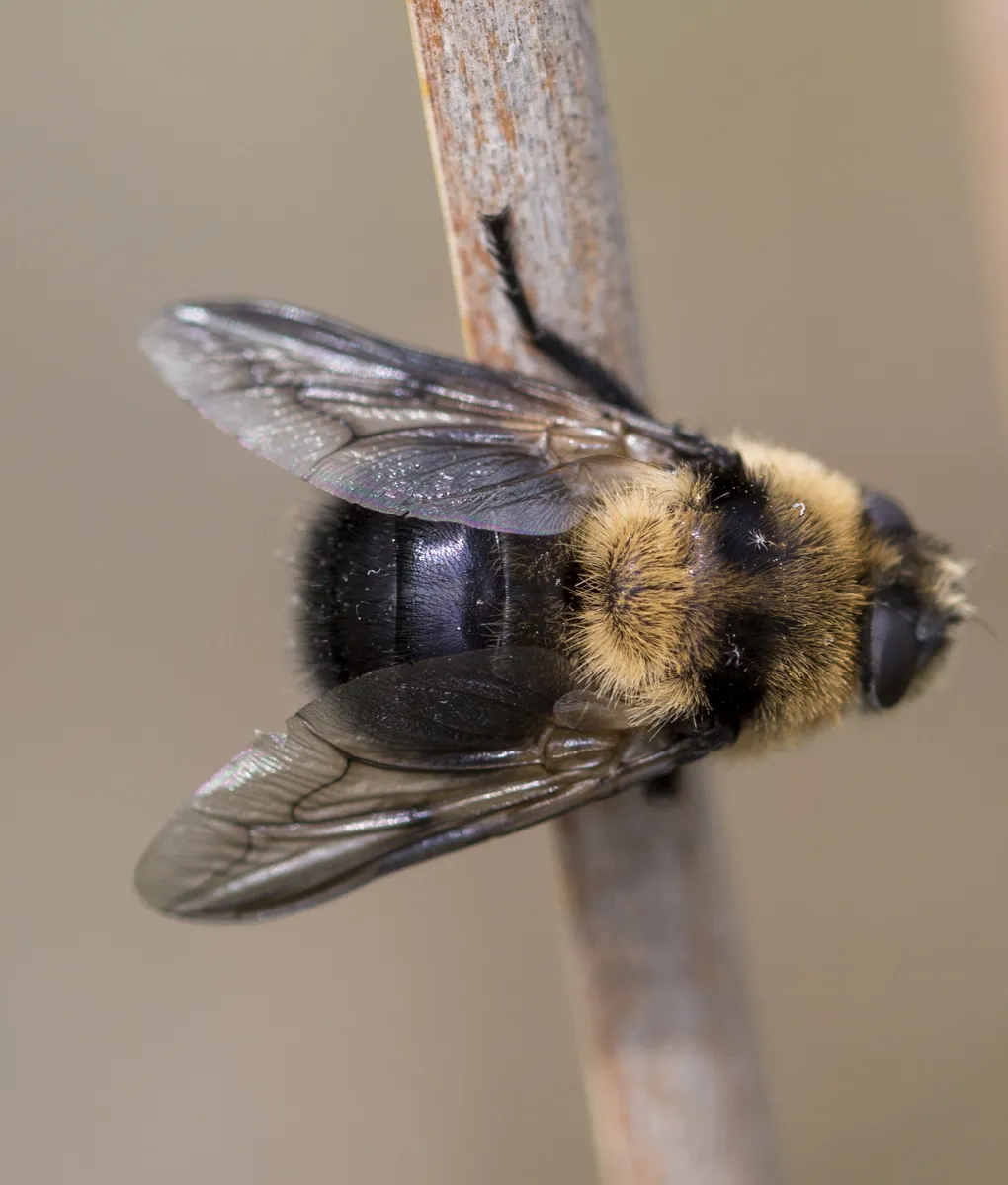 Cephenemyia phobifer - photo 3