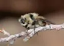 Cephenemyia pratti - photo 2