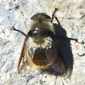 Cephenemyia pratti - photo 4
