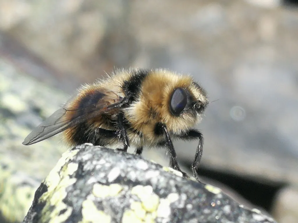 Reindeer Nose Botfly - photo 2