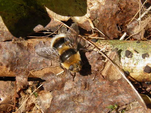 Cephenemyia ulrichii
