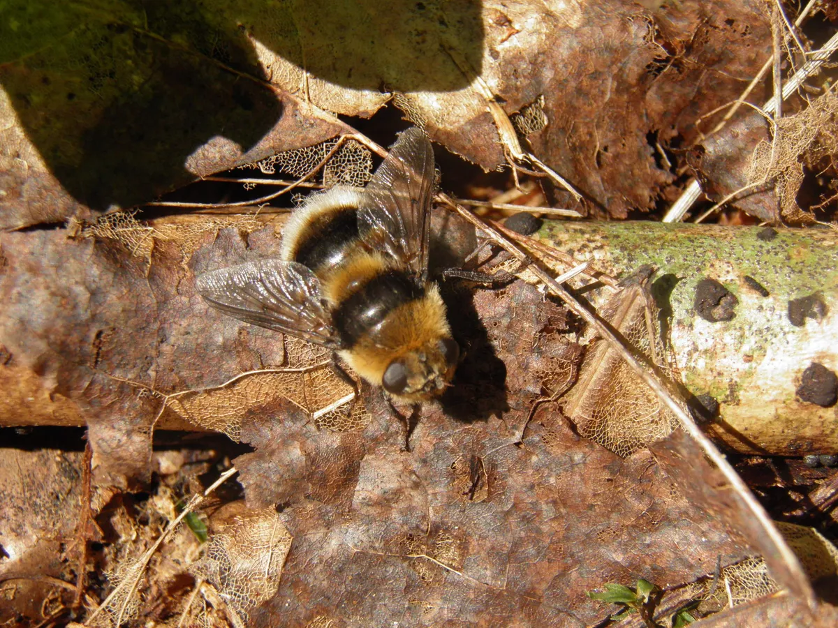 Cephenemyia ulrichii - photo 2