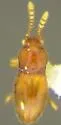 Cephennium aridum