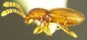 Cephennium aridum - photo 2