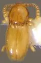 Cephennium canestroi