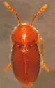 Cephennium gallicum - Cephennium gallicum