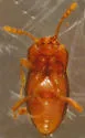 Cephennium gallicum - photo 2