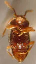 Cephennium gallicum - photo 3