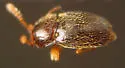 Cephennium gallicum - photo 4