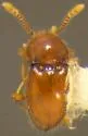 Cephennium grandarboreum