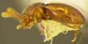 Cephennium grandarboreum - photo 2