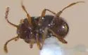 Cephennodes corporosus - photo 2