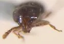 Cephennodes corporosus - photo 3