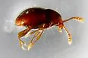 Cephennodes corporosus - photo 4