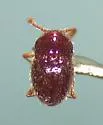 Cephennodes corporosus - photo 5
