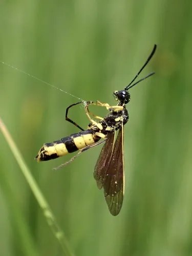 Stem Sawflies - Cephidae