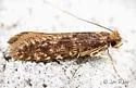 Cephimallota obscurostrigella - Hodges#0324