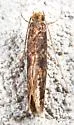 Cephimallota obscurostrigella - Hodges#0324 - photo 2