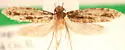 Cephimallota obscurostrigella - Hodges#0324 - photo 4