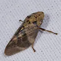 Cephisus brevipennis - photo 2