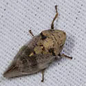 Cephisus brevipennis - photo 3