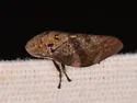 Cephisus brevipennis - photo 4
