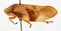 Cephisus laticeps
