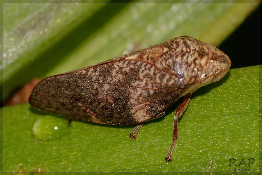 Cephisus siccifolius - photo 2