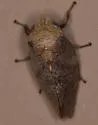 Cephisus variolosus