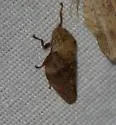 Cephisus variolosus - photo 2