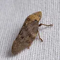 Cephisus variolosus - photo 3