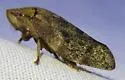 Cephisus variolosus - photo 4