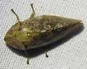 Cephisus variolosus - photo 5