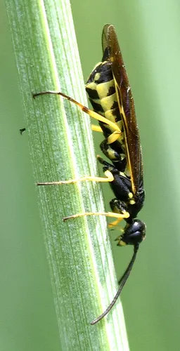 Western Wheat Stem Sawfly