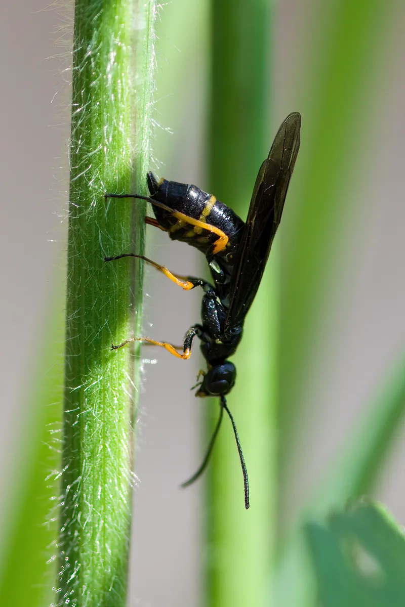 Cephus fumipennis - photo 2