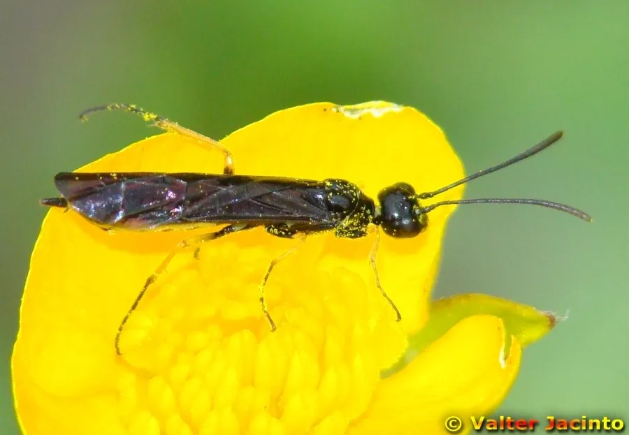 Cephus lateralis - photo 3