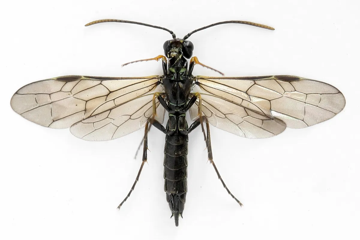 Wood Stem-sawfly - photo 3
