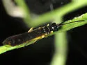 European Wheat Stem Sawfly - Cephus pygmaeus