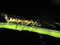 European Wheat Stem Sawfly - photo 2
